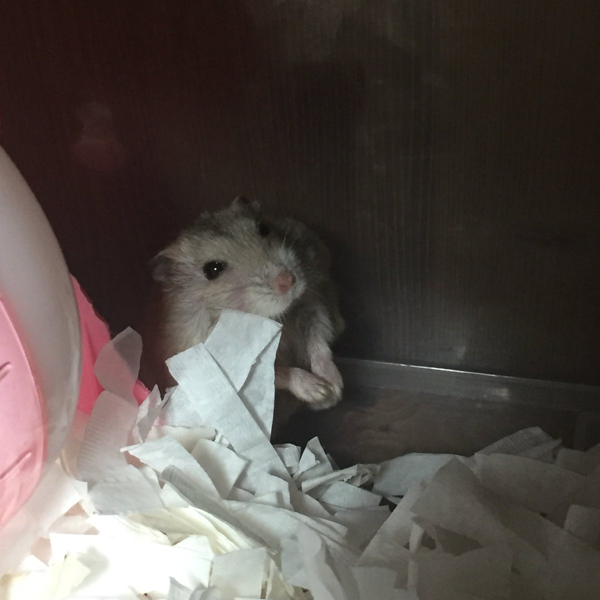 미모의 쥐 (8개월/요미)