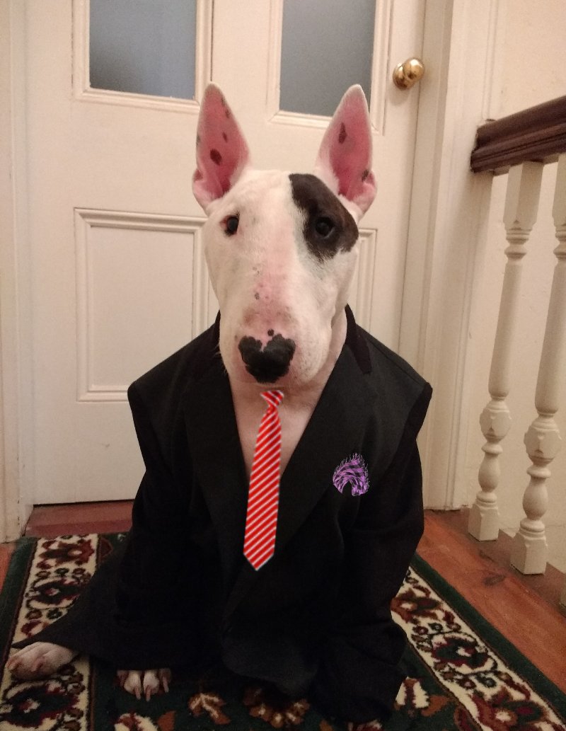 bull terrier costumes