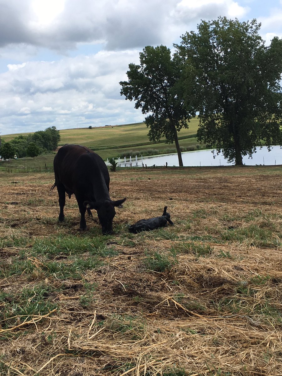 Spring calves weaned and vaccinated and fall calves are being born. Never a dull moment!