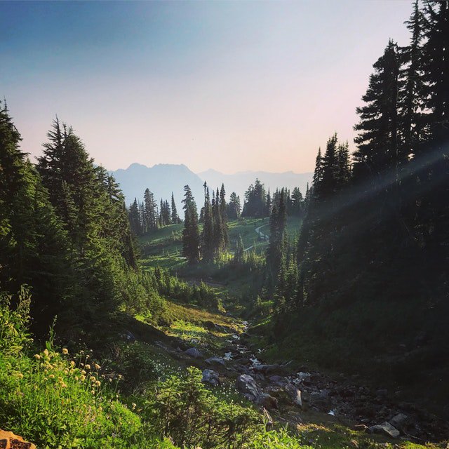 EarthAntidote's tweet photo. 📍 Mt Rainier National Park https://t.co/7c2IF6WJtY