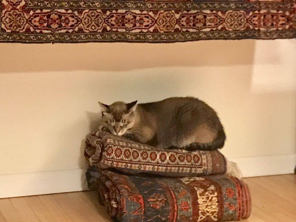 Hope you have a purr-fect weekend!