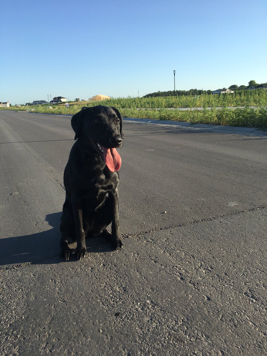 mlabernik's tweet photo. @shanebacon Divot, says hello! https://t.co/zU5y71RuJ1
