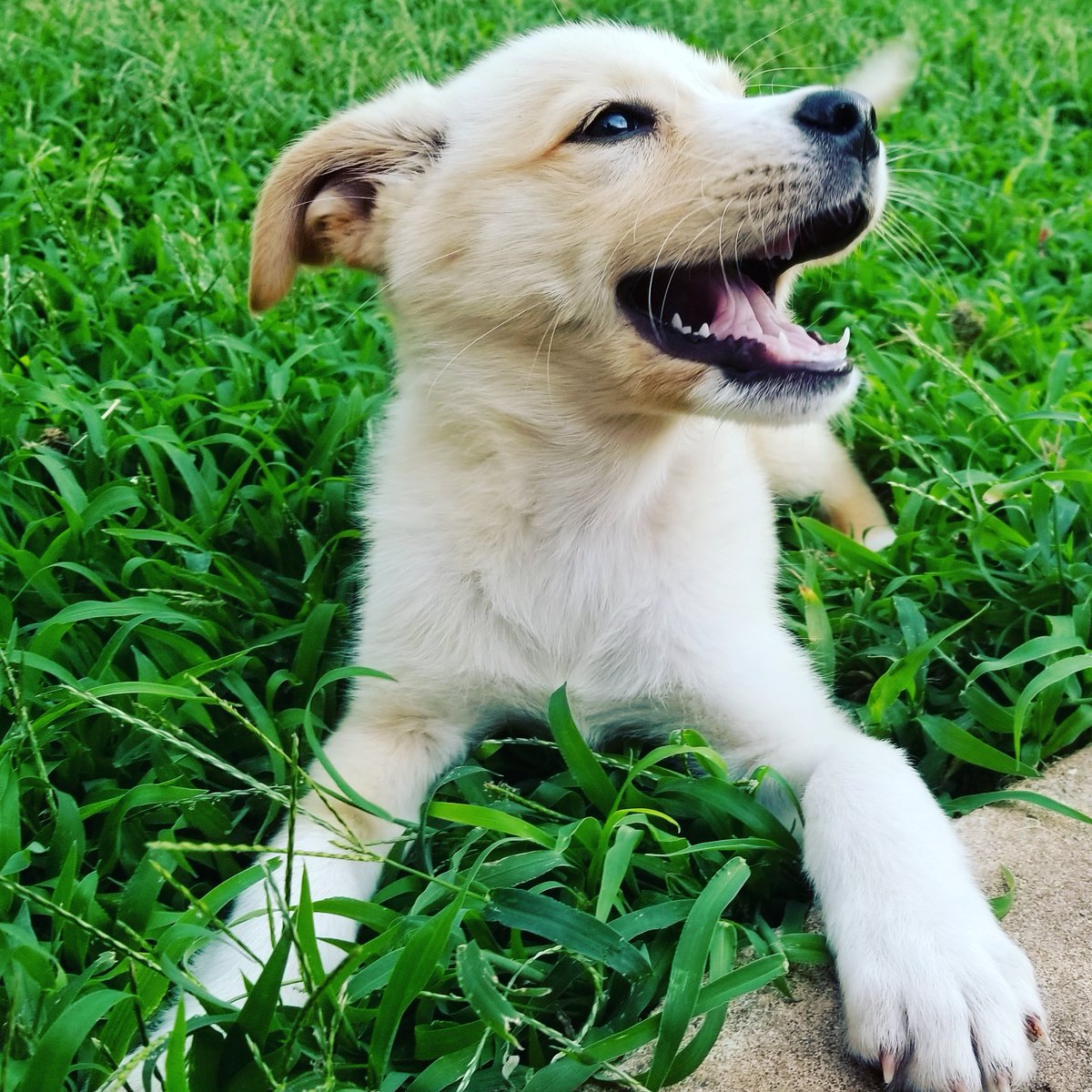 Shelbi is super excited she's ready for adoption! #fingerscrossed she finds her #fureverhome at the outreach tomorrow.

#puppy #doggo #dogoftheday #dog #dogs   #mansbestfriend #adoptdontshop #opttoadopt #okc #woof #rescue #rescuedismyfavoritebreed #dailydog <a href="/allpawsrescueok/">All Paws Rescue</a>