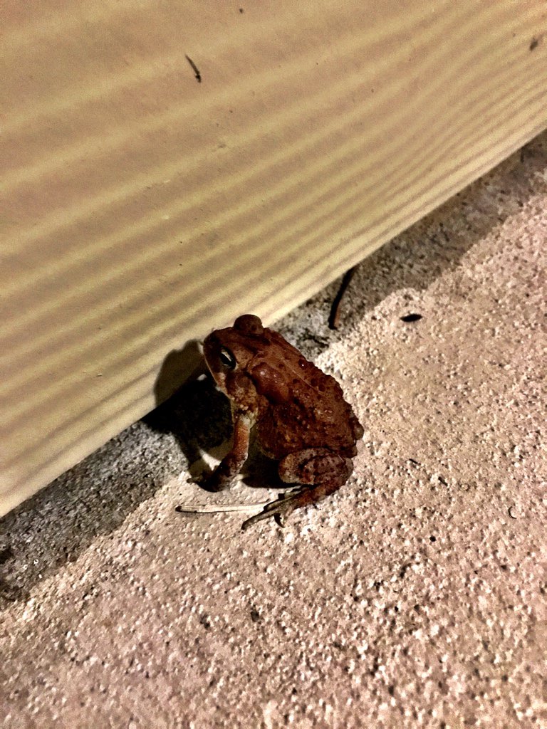 KR0AKilo's tweet photo. Here’s one of my friends out looking for 🐞 to eat https://t.co/ehBqMYp56T