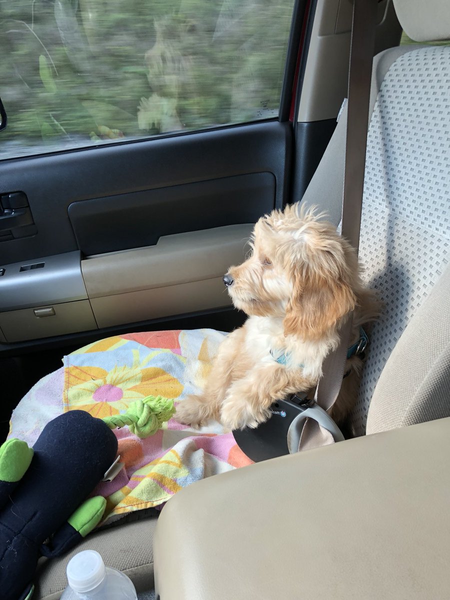 grelias2's tweet photo. @MikeElias777 You still have yet to visit my dog https://t.co/6X7cZDi3Qp