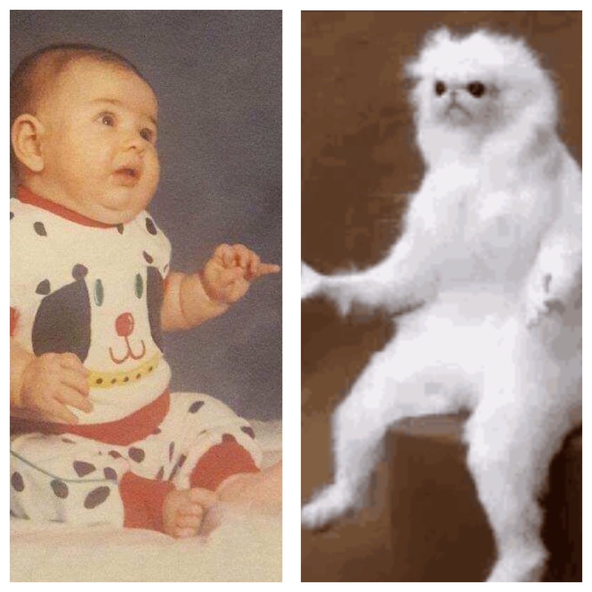 BlueBayBruins's tweet photo. There’s at least a 75% chance I was the inspiration for this gif/meme. #confusedmonkey https://t.co/FqivDAQq0z
