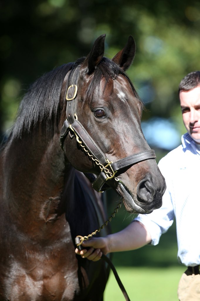 RichHillStud's tweet image. @nzracingnews @NZTM_TWEET @breednet What a start to the day for Rich Hill stallions @PukekohePark R1 Party At Paroa(Pentire) R2 Blackmagicwoman(Shocking) R3 Midnight Runner (Jimmy Choux) #onfire