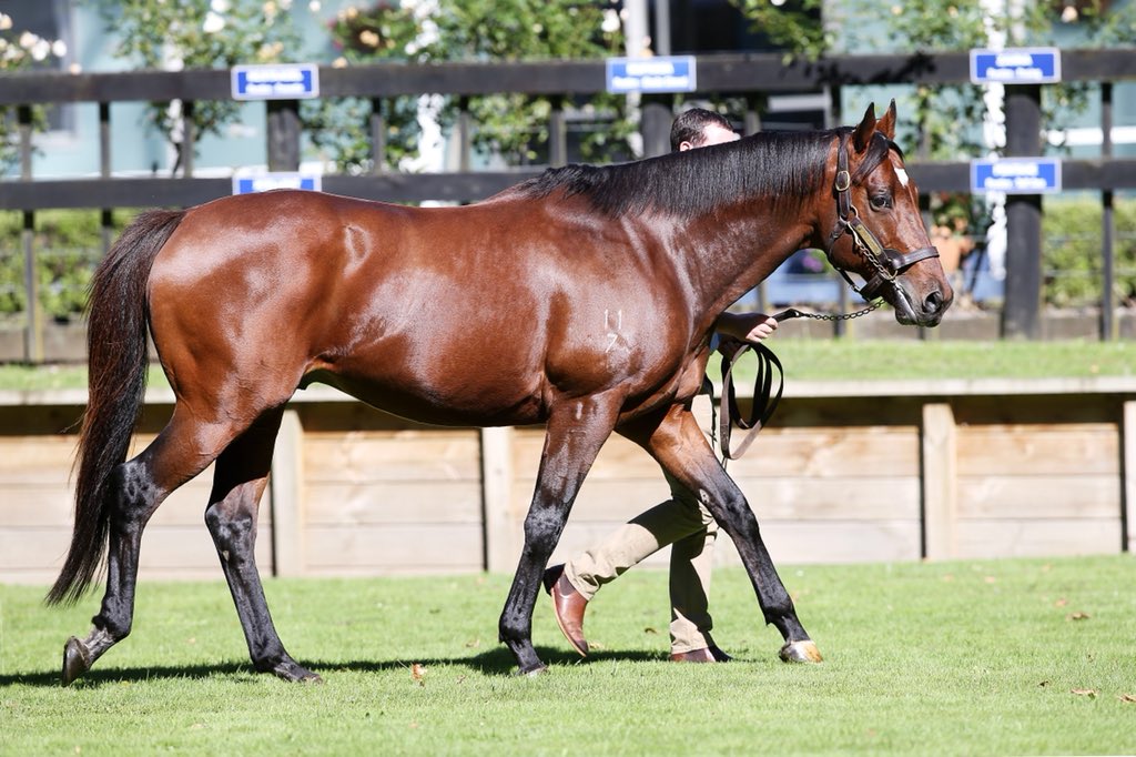 RichHillStud's tweet image. @nzracingnews @NZTM_TWEET @breednet What a start to the day for Rich Hill stallions @PukekohePark R1 Party At Paroa(Pentire) R2 Blackmagicwoman(Shocking) R3 Midnight Runner (Jimmy Choux) #onfire