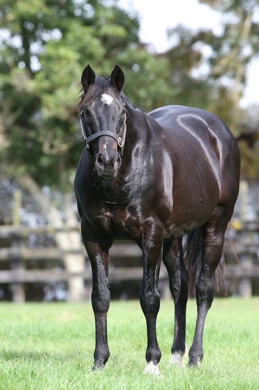 RichHillStud's tweet image. @nzracingnews @NZTM_TWEET @breednet What a start to the day for Rich Hill stallions @PukekohePark R1 Party At Paroa(Pentire) R2 Blackmagicwoman(Shocking) R3 Midnight Runner (Jimmy Choux) #onfire