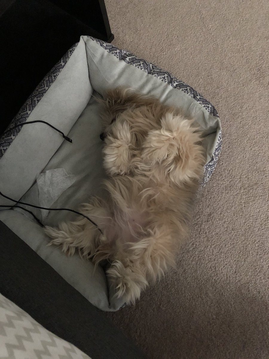 CjGilk_NW's tweet photo. This is Rizzo. At some point during the night she ended up with a dryer sheet and my phone charger in her bed 🤷🏼‍♀️. She perfect and does no wrong. 🐶 #shedoeswhatevershewants #dogsoftwitter #dustbunny #yorkiepom https://t.co/zA2GoHSwmZ