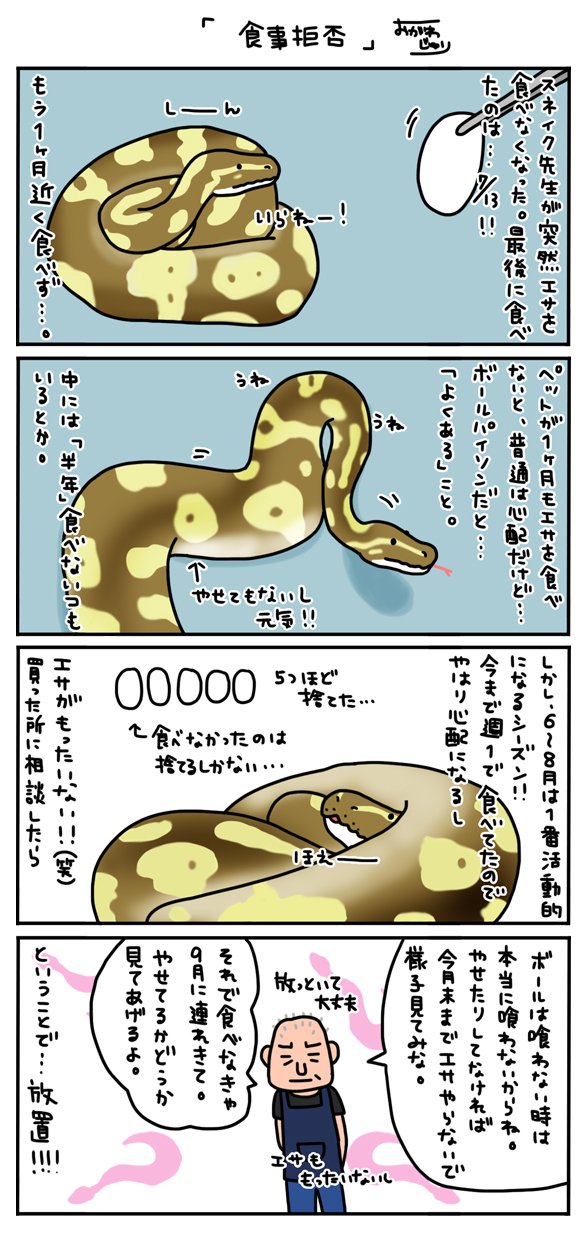 おがわじゅり ボールパイソンが餌を食べなくなることはそんな珍しくないです 飼育環境も前回と変わってないし 夜はいつもうねうねと元気 脱皮もして元気 毎日 体調は気にしつつ 基本的にはしばらく放置ということになりました T Co