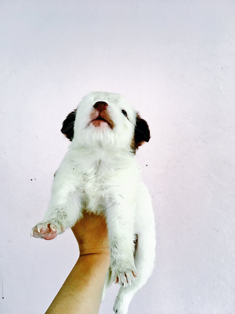 wateeer_'s tweet photo. 🔎 PUPPIES FOR SALE
🐶 Japanese Spitzz 
1 month old. 

 Swipe to see the Parents are on the last pictures. 📌
 Puppy to a grown up Dog also shown on the last pictures. 📌

 Meetup Antipolo Area or Sta. Lucia Only 🙂 https://t.co/7SXTVI1dmx