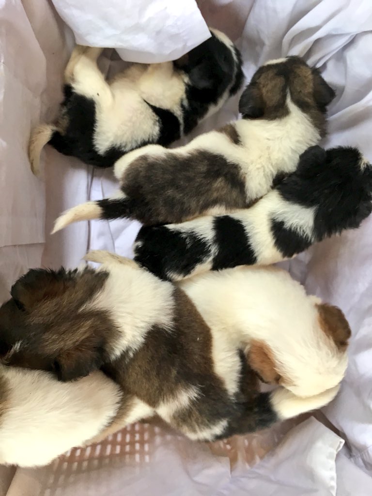 wateeer_'s tweet photo. 🔎 PUPPIES FOR SALE
🐶 Japanese Spitzz 
1 month old. 

 Swipe to see the Parents are on the last pictures. 📌
 Puppy to a grown up Dog also shown on the last pictures. 📌

 Meetup Antipolo Area or Sta. Lucia Only 🙂 https://t.co/7SXTVI1dmx