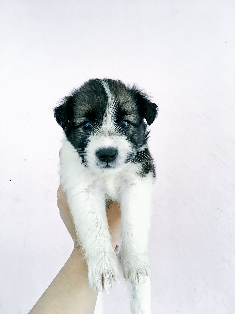 wateeer_'s tweet photo. 🔎 PUPPIES FOR SALE
🐶 Japanese Spitzz 
1 month old. 

 Swipe to see the Parents are on the last pictures. 📌
 Puppy to a grown up Dog also shown on the last pictures. 📌

 Meetup Antipolo Area or Sta. Lucia Only 🙂 https://t.co/7SXTVI1dmx