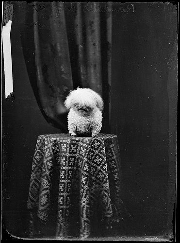 CommonsBot tweet media