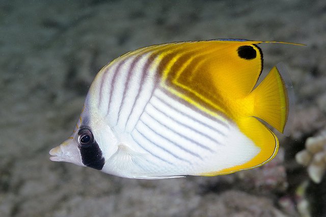 GoyangDigital's tweet photo. Ikan Threadfin Butterfly https://t.co/3sINRboHWB https://t.co/CY8QuOV5w6