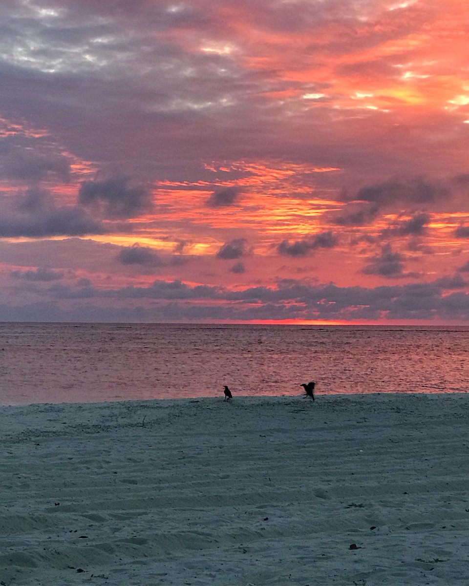 NMaldives's tweet photo. カラスも朝日鑑賞(^.^)
空の赤が海面に反射してキレイ✨
Sunrise watching with the crows🦅
- - -
#低予算で #気軽に #モルディブ #旅行 #マーフシ #ゲストハウス  #ローカル島 #リゾートじゃないよ #ナラナラモルディブ #海 #南国 #ビーチ #旅行 #海外 #海外旅行 #シュノーケリング https://t.co/9am933DYRJ