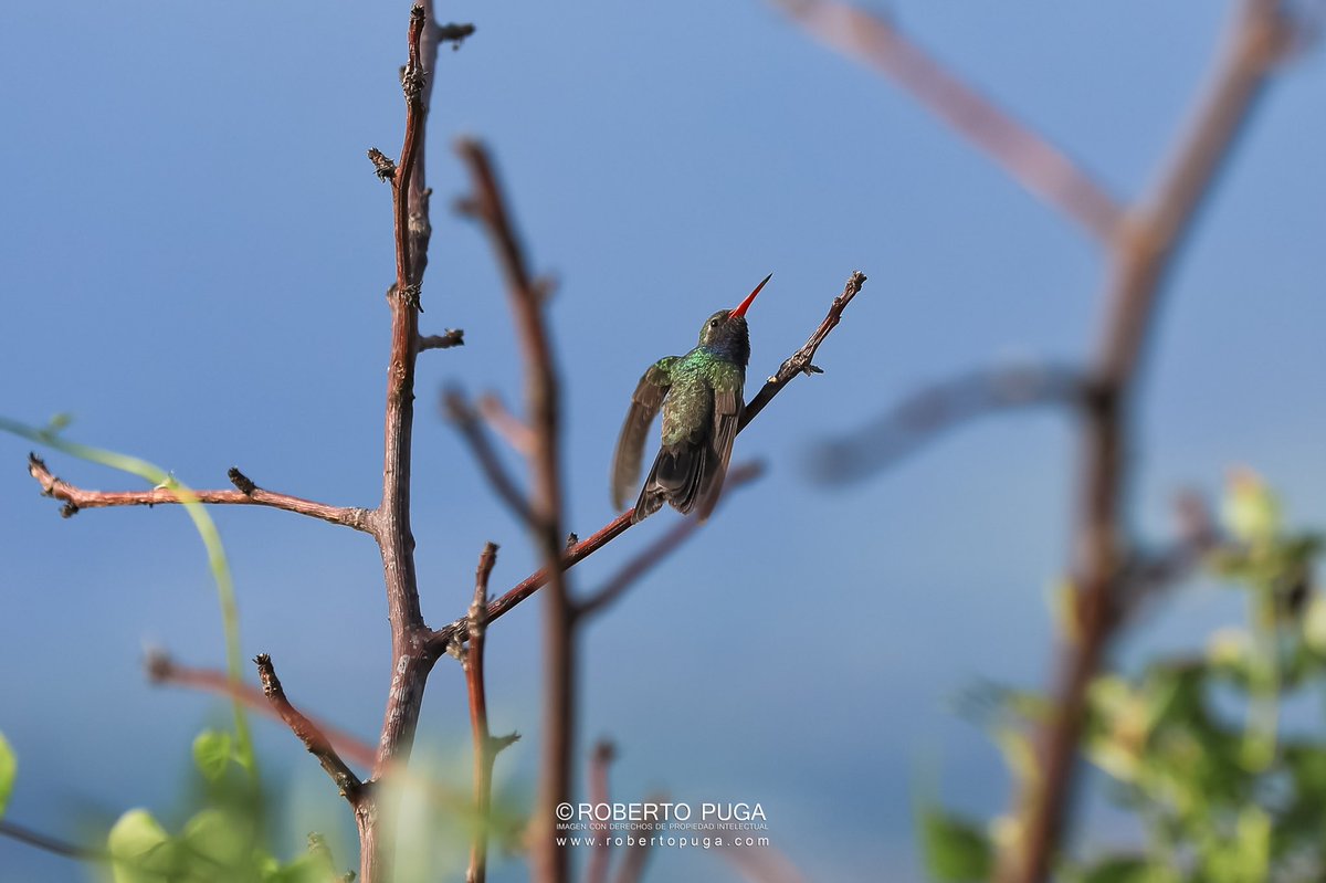robertopuga's tweet image. Colibrí : #colibri #beauty #colibrivcutter #colibriesactivos #hummingbird #colibritattoo #colibris #colibricollection #picoftheday #colibricafe #birds #nature #LovePhotography #natgeotravel #beautiful #CanonMexicana @webcamsdemexico
