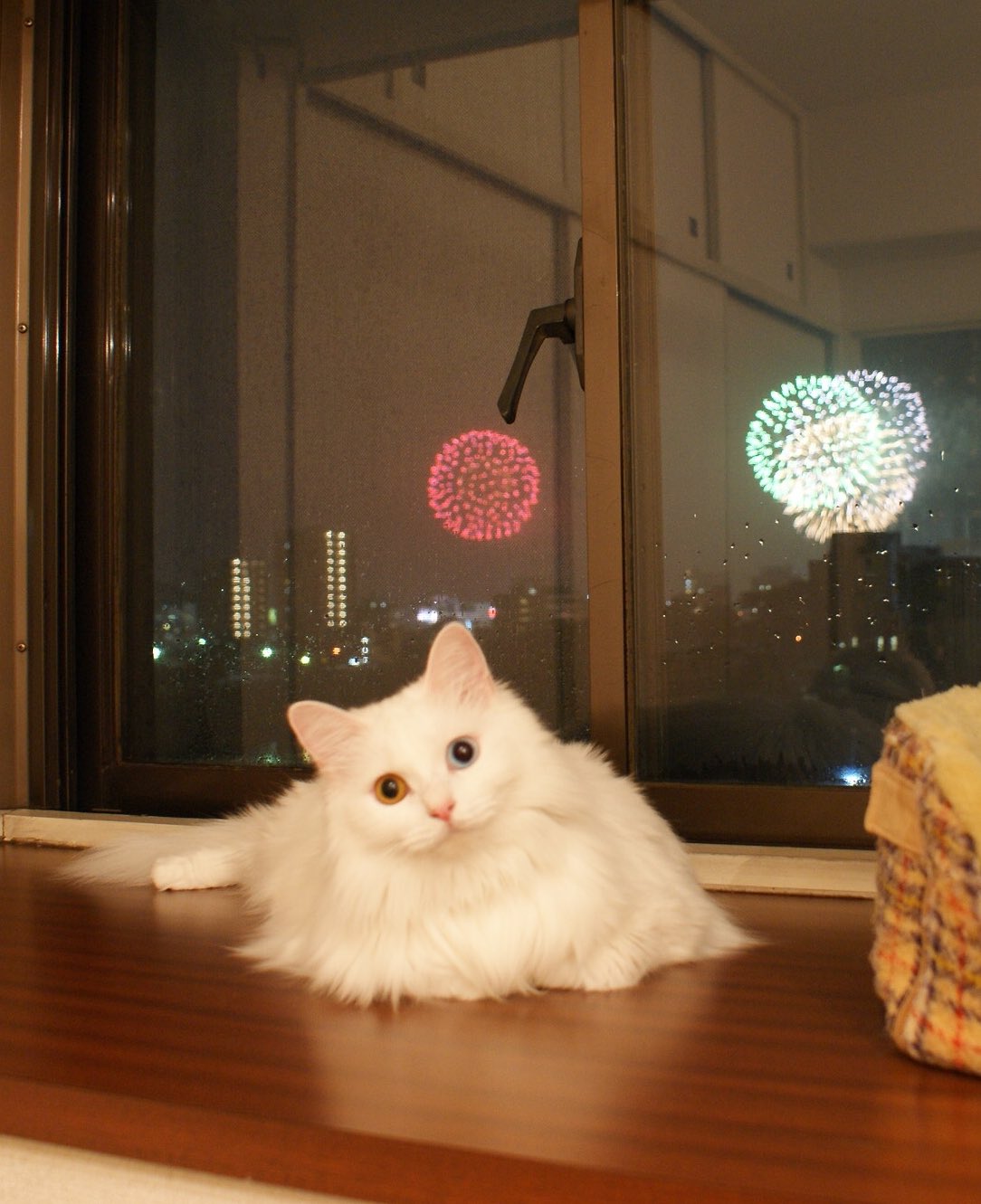 تويتر おおじ على تويتر ネコと花火 少し前の ミニョン 版 Cat Hanabi 花火 Hanabi 岡崎 花火大会 いやしネコ大賞 猫好き 猫 ねこ Cats ネコ 白 オッドアイ Neko Cat ねこ部 猫八 美猫 ビックリ 猫動画 ネコ動画 おもしろ猫動画 T