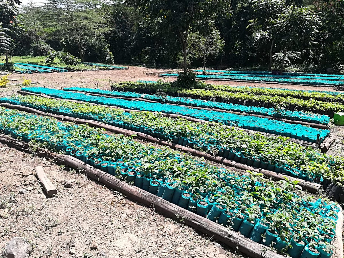 osiemob's tweet photo. Thank you @GeothermalKenya for believing in young leaders @YALINakuru and supported our initiative with over 600 trees that we are going to plant at Hyrux Museum Nakuru.
'Celebrating International Youth Day'
#SafeSpace4Youth 
#yalialumni https://t.co/egO1z4g5qz