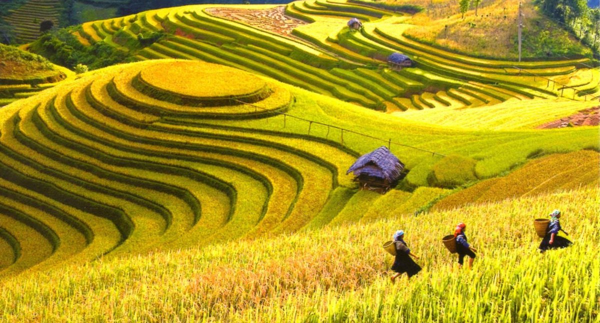 Travel to Sapa in autumn you will be admired the yellow rice fields bending around the majestic hill, the most beautiful view in Northwest of Vietnam. You can see the yellow rice season and take photos to capture these beautiful moments
#travel
#vietnam
image sources: collect