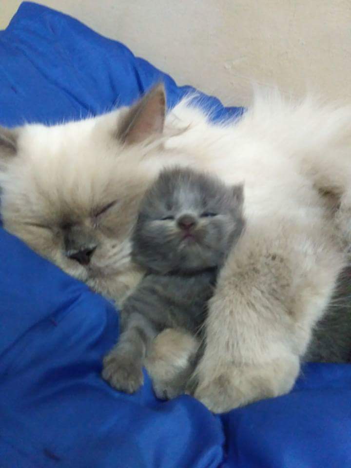 dwpuspitaa's tweet photo. I love you my baby... you're in heaven not in my house yard https://t.co/DBx6wk8THw