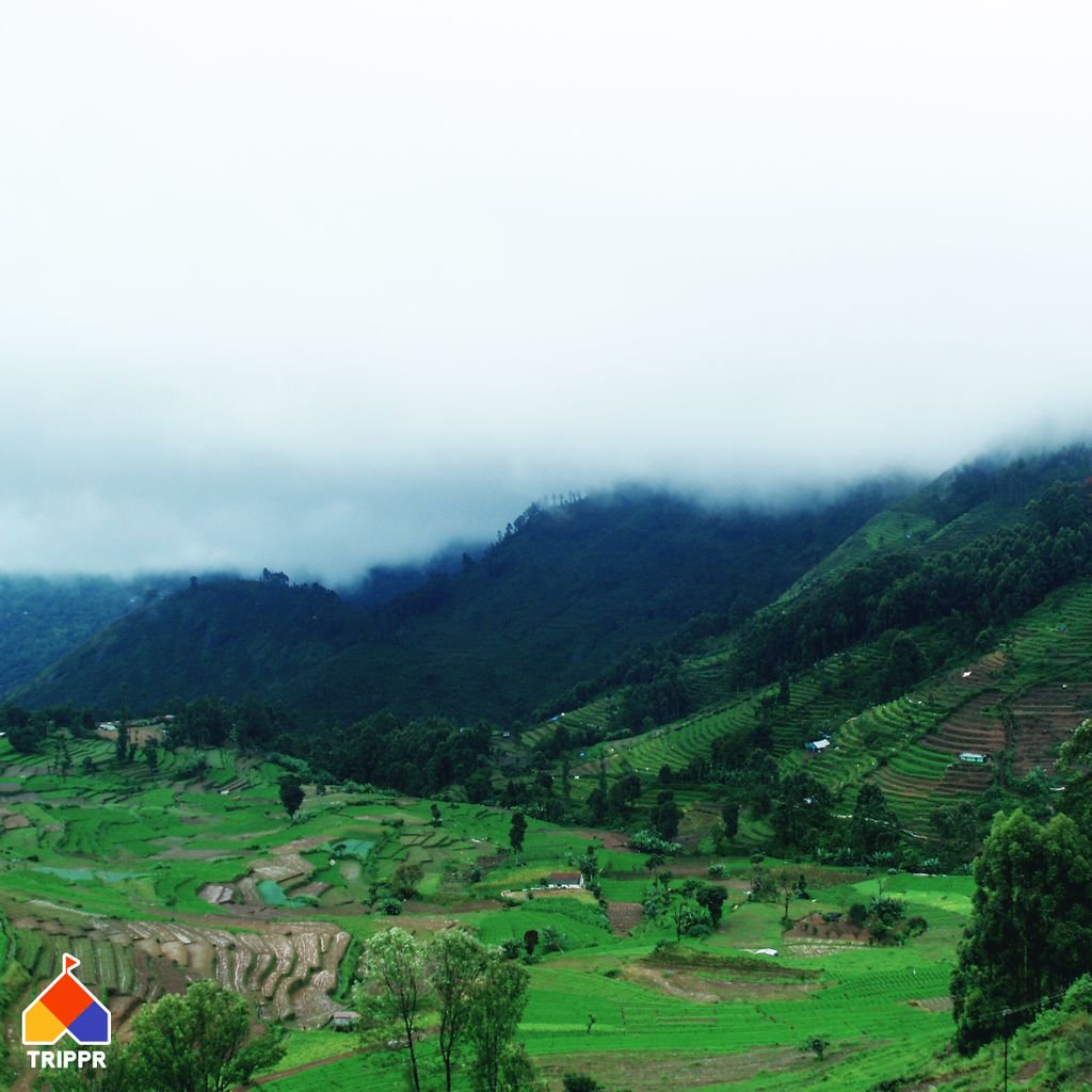 tripprworld's tweet image. Breathe in the fresh misty morning air as your prepare to trek through the beautiful forest of Kodaikanal.
Book now at tripprworld.com

#trippr #travel #forest #mist #kodaikanal #trek