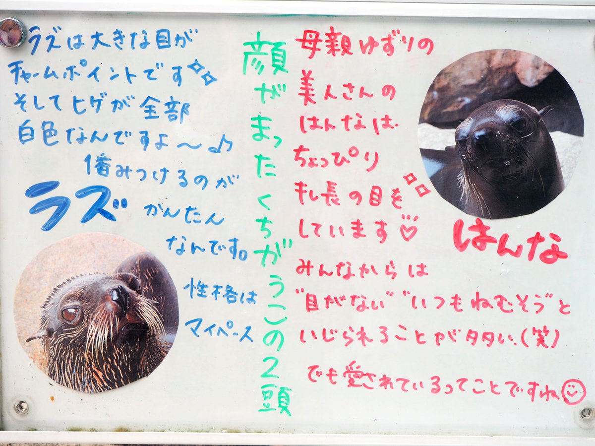 Kyoto_Aquarium's tweet photo. みなさんは見分けられますか…？

#オットセイ
#京都水族館
#kyoto https://t.co/wUIcER7ieX