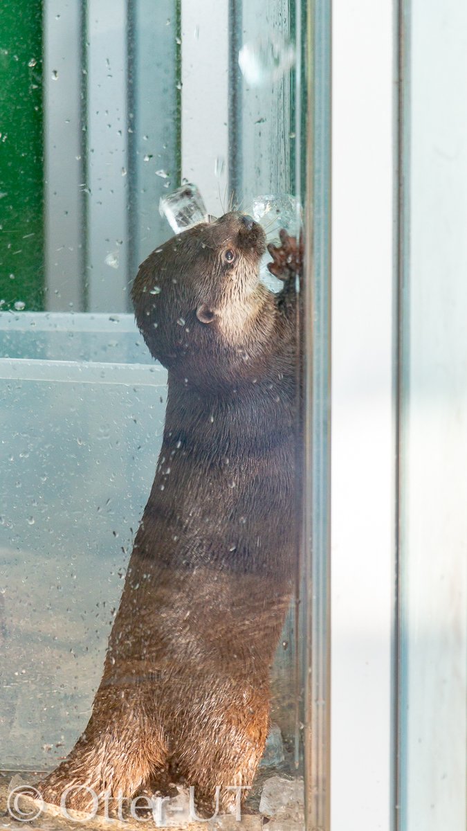 otter_ut's tweet photo. 昨日は新江ノ島水族館を訪れました！
#新江ノ島水族館
#コツメカワウソ https://t.co/jQqXRgNQqy