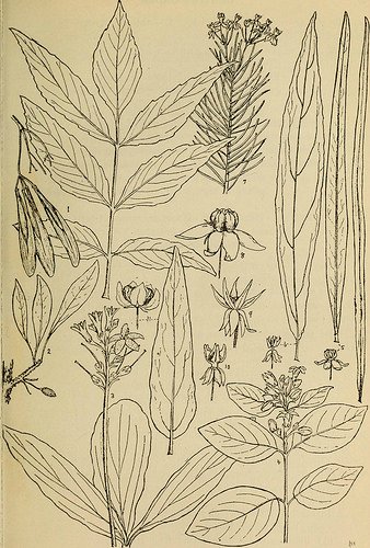 CommonsBot tweet media