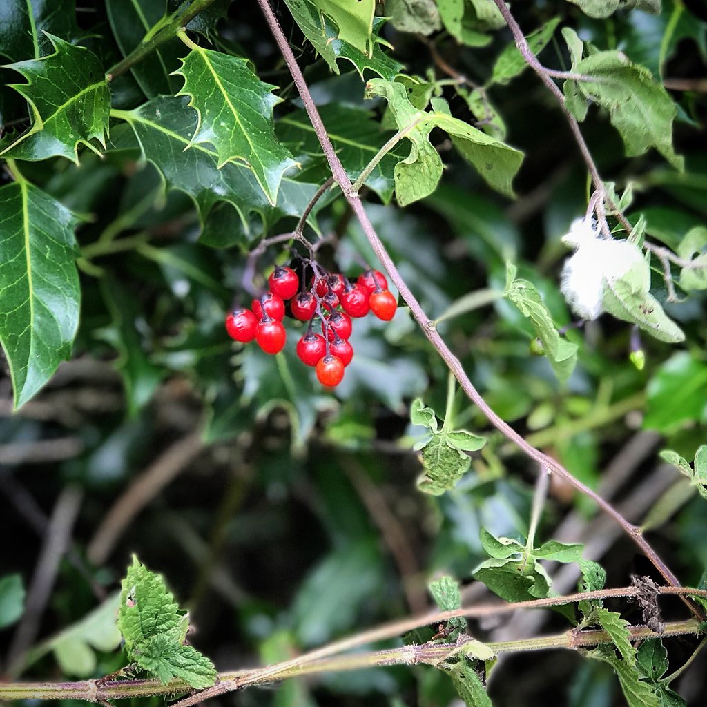 Bittersweet living cheek by jowl with holly.  Also known as woody nightshade the berries are definitely OFF the menu. Poisonous as it may be it’s still a beautiful splash of colour in the hedgerows. 
#Blighty #bushcraft #Somerset #wild #flowers #autumniscoming