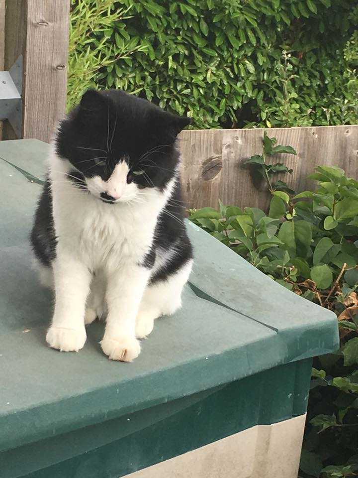 This is Sam. His lovely owner sent us this photo to show us how well he's doing. He was adopted earlier this year after he was found injured and dirty in someone's garden. Does't he look magnificent now? #AdoptDontShop