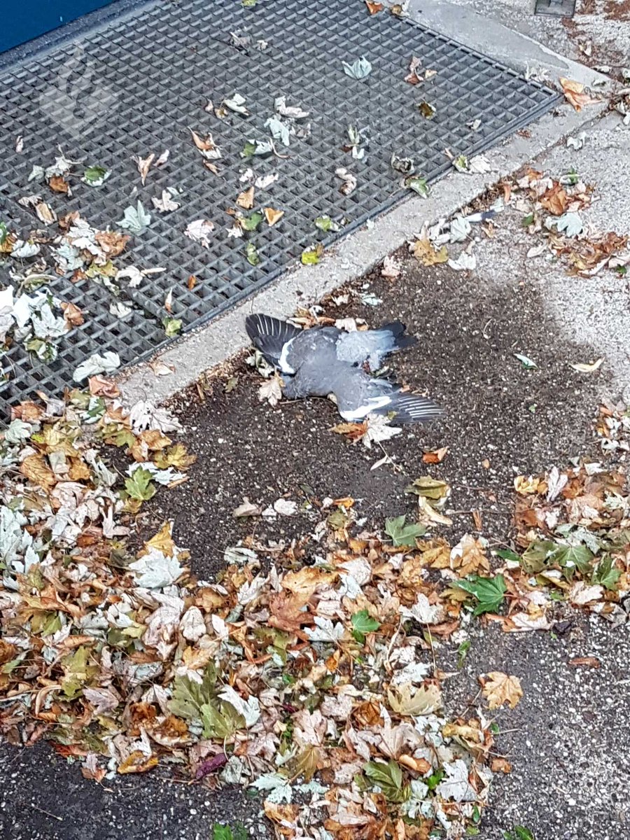 Inbraakalarm bij een school. Ter plaatse niks te vinden.  Vermoedelijke dader wel aangetroffen. #rip