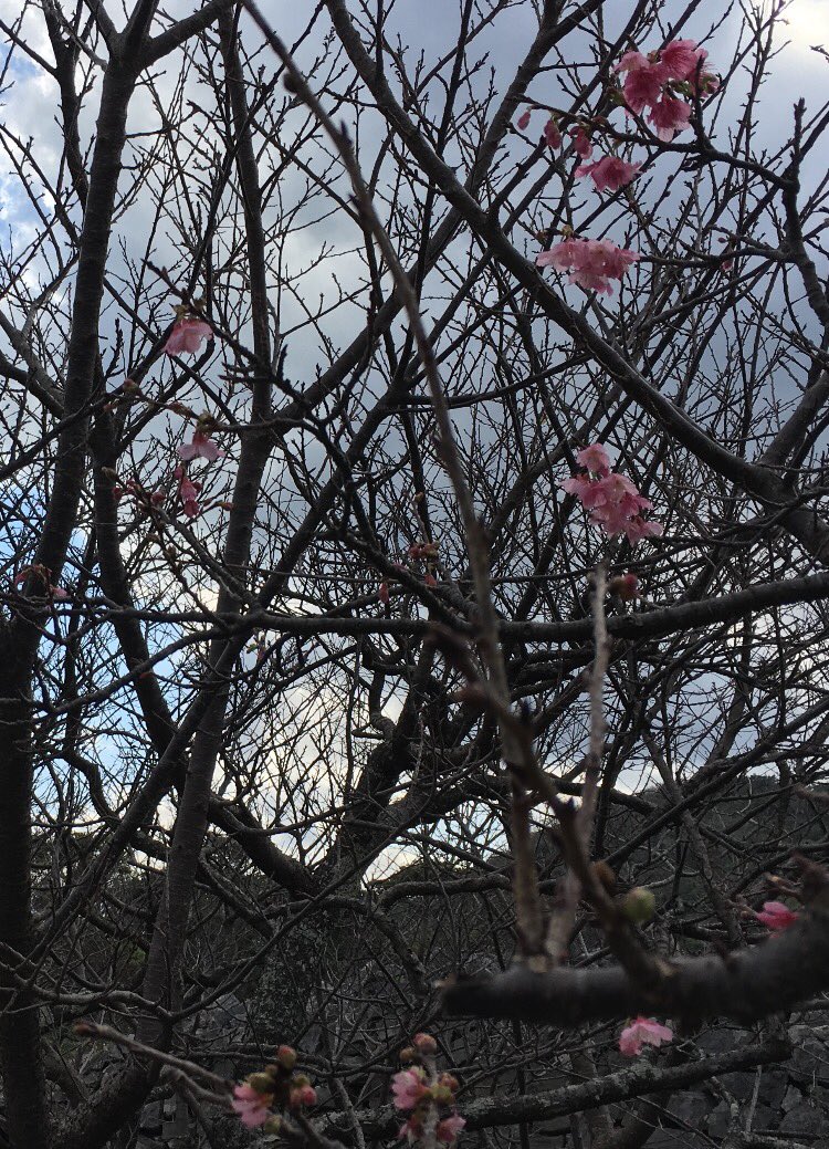 今年1月に今帰仁城跡で咲き始めていたカンヒザクラ。翁長前知事のご遺志を受け継ぎ、春が来ることを切に願う。沖縄で起きていることは日本・地球で起きていること。忘れず、あきらめず、だまされず。#FlowersForMrOnaga #Okinawa #Nakijinjo #wintercherrytree #Henoko
