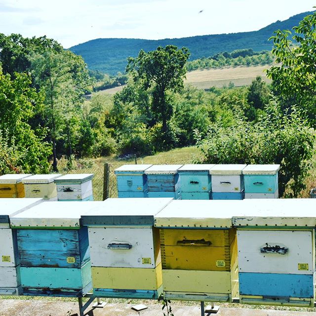 beewebapp's tweet image. #beekeeping #beekeeper #beehive #bees #bees🐝 #imker #honigbiene #biene #pcelarstvo #apiary #apicultura #apiculture #apicoltura #savethebees #arıcılık #čebele #včela #biavl #bijentelling #bienenzucht #melissokomia