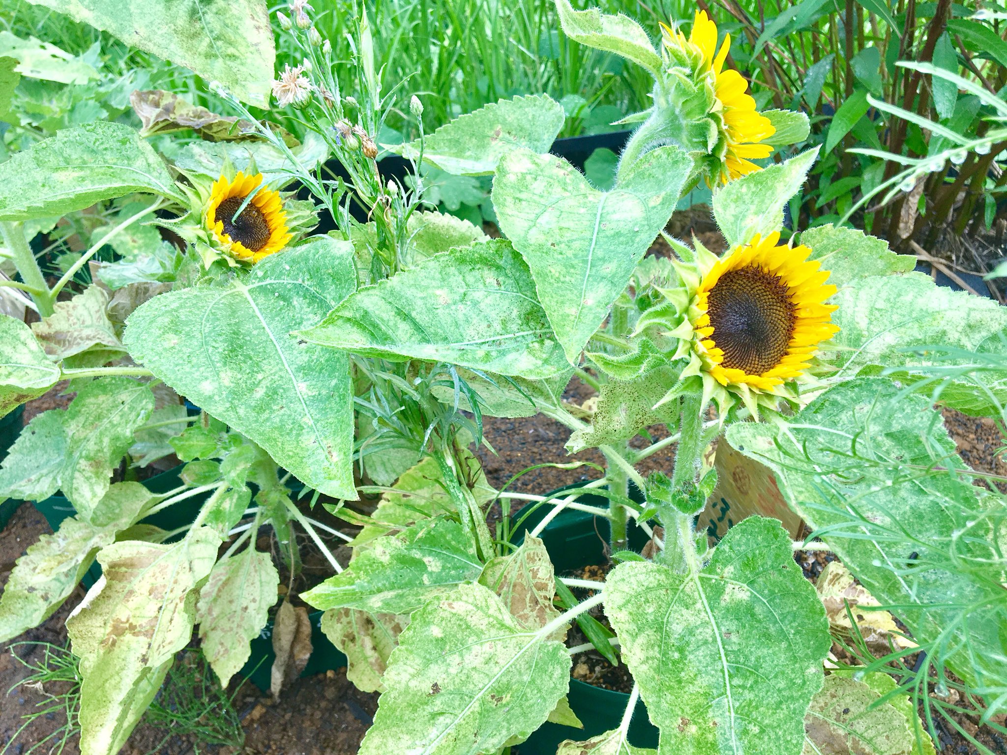 カナドコロ 種まきワークショップからもうすぐで2ヶ月が経ちます みなさんが植えてくれた種達は ぐんぐん育ち 綺麗な花を咲かせています マリーゴールド 矢車草 向日葵 とても綺麗です 成長過程もどんどんsnsで更新していくので楽しみにし