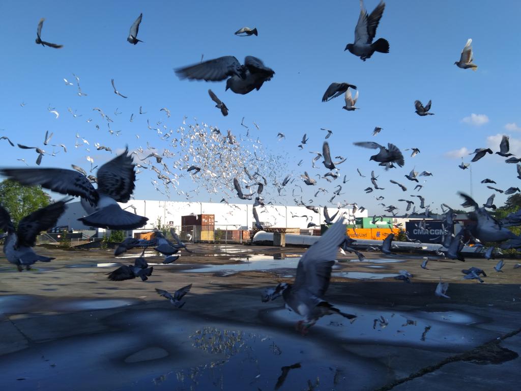 MeershoekR's tweet image. Duiven uit de groep Rood. #Meer #Afdeling5