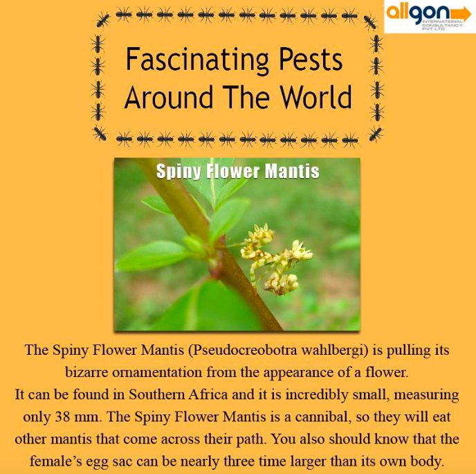 AllgonMaldives's tweet photo. Pests Around The world

Spiny Flower Mantis
The spiny Flower Mantis, or Pseudocreobotra wahlbergii, is a beautiful and colorful flower mantis. 

Allgon Pest Control

Now In Maldives

admin@allonpest.com
+96 9799774

#PestControl #Maldives #SafeHomes https://t.co/ZaxazeEWQW
