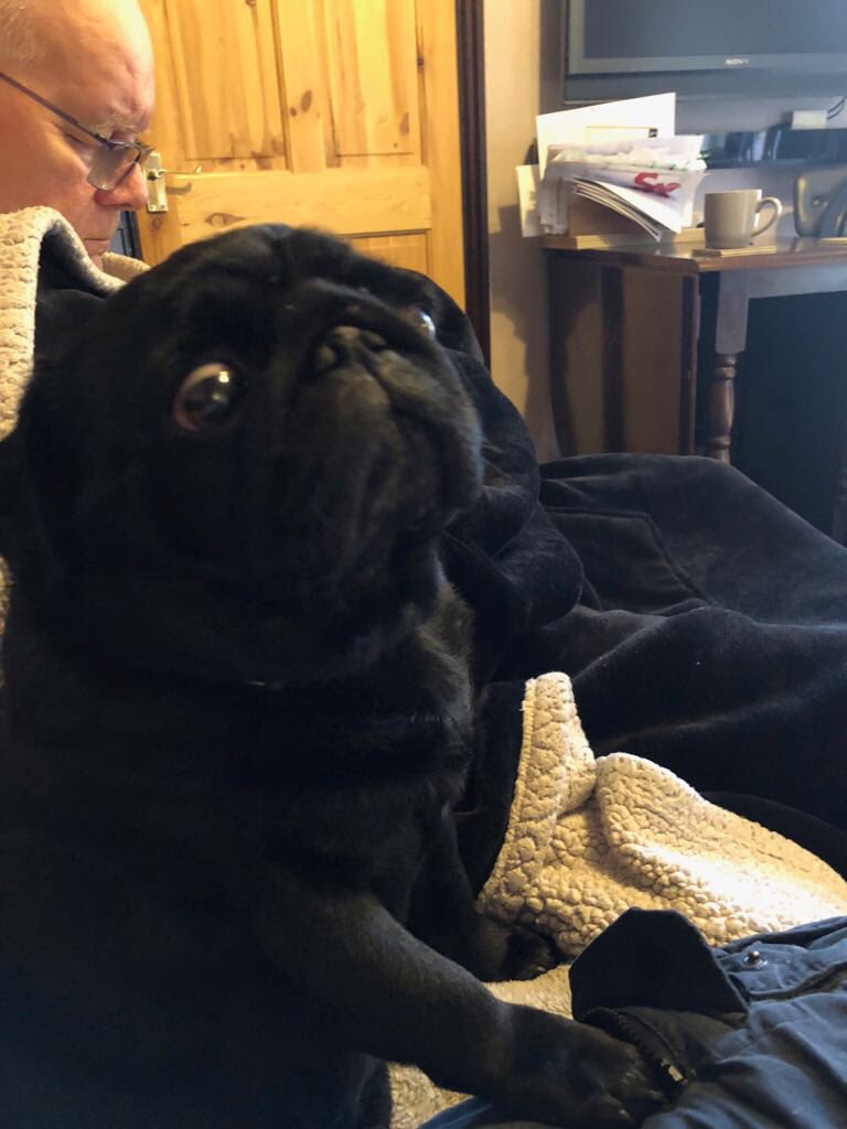 kath_gunn's tweet image. Me is trying hard not to stir at moms plate - there’s food left on it and the suspense is killing me. Will Me get it or not? Happy Saturdays to all my furfriends and humans❤️