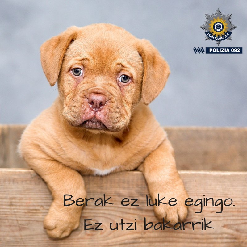 VG_Policia's tweet photo. Tu #Mascota es un@ más de la familia. Búscale refugio durante tus vacaciones de #Verano2018, pero no la abandones.
Abandono=#Delito
Zeure #Maskota da familiako senide bat gehiago. Bilatu bera uzteko lekua #Uda18-ko oporretan, baina ez utzi bakarrik.
Abandonua=#Delitua https://t.co/eiYb97Vd9W