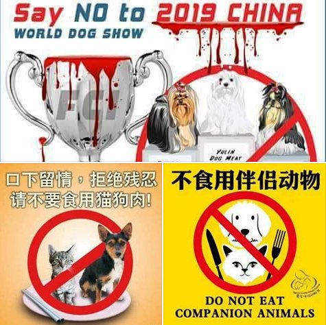 asialists's tweet image. China 2019 #china #asia #blockchain #dog #animals