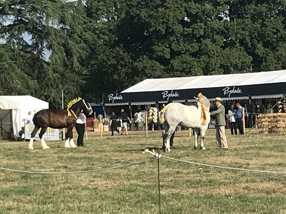 The heavy horses are being judged kindly sponsored by @WoolleyWallis