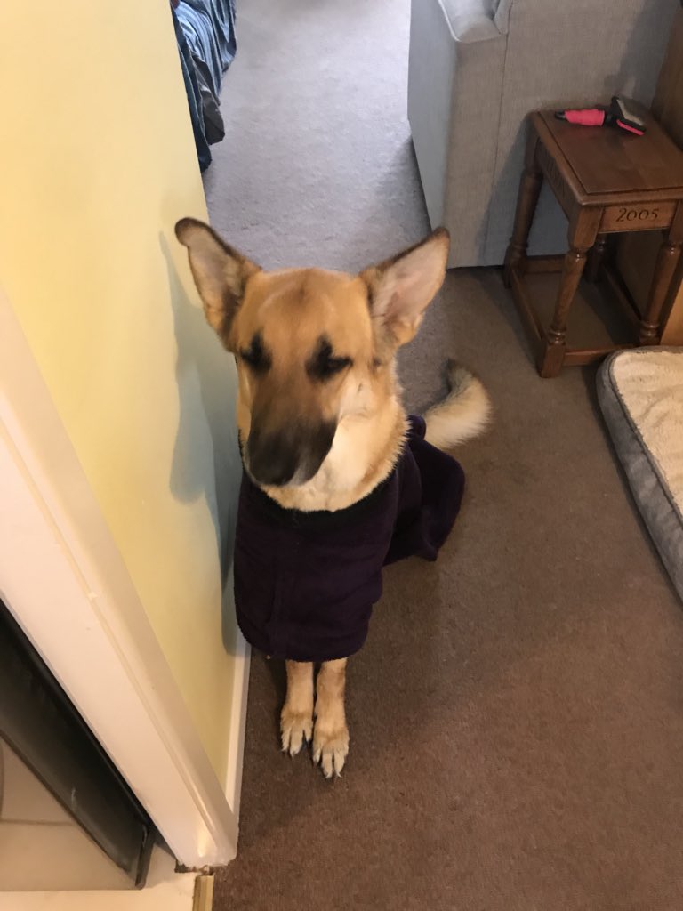 nixhardy's tweet photo. @dog_rates @jhendersonKATC @KATCTV3 Only 14/10? Luka would give 16/10! https://t.co/Db0dHc1soC