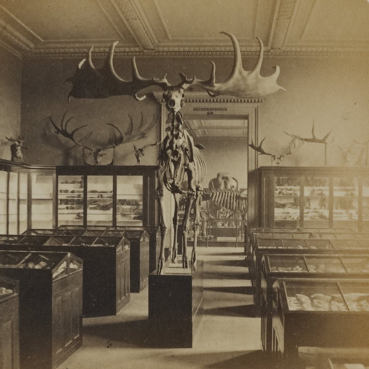 britishmuseum's tweet photo. #DYK the Museum used to be home to natural history objects? This photo shows a ‘Gigantic Irish Deer’ in the galleries in the mid-19th century. 

It took 394 trips by horse and cart over 97 days to move the zoological collections to their new home @NHM_London in the 1880s! https://t.co/rSGvm9z7Sw