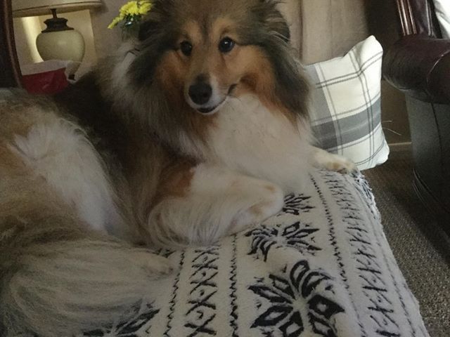 nutravet's tweet image. Read how nutracalm helped to calm Collie Pheobe:

"#nutracalm is absolutely fabulous &amp;amp; it does work. My Phoebe was a nightmare, we tried everything &amp;amp; as a last resort tried nutracalm. It has worked a miracle, she will even let strangers stroke her. It’s fabulous!"

#calmdogs