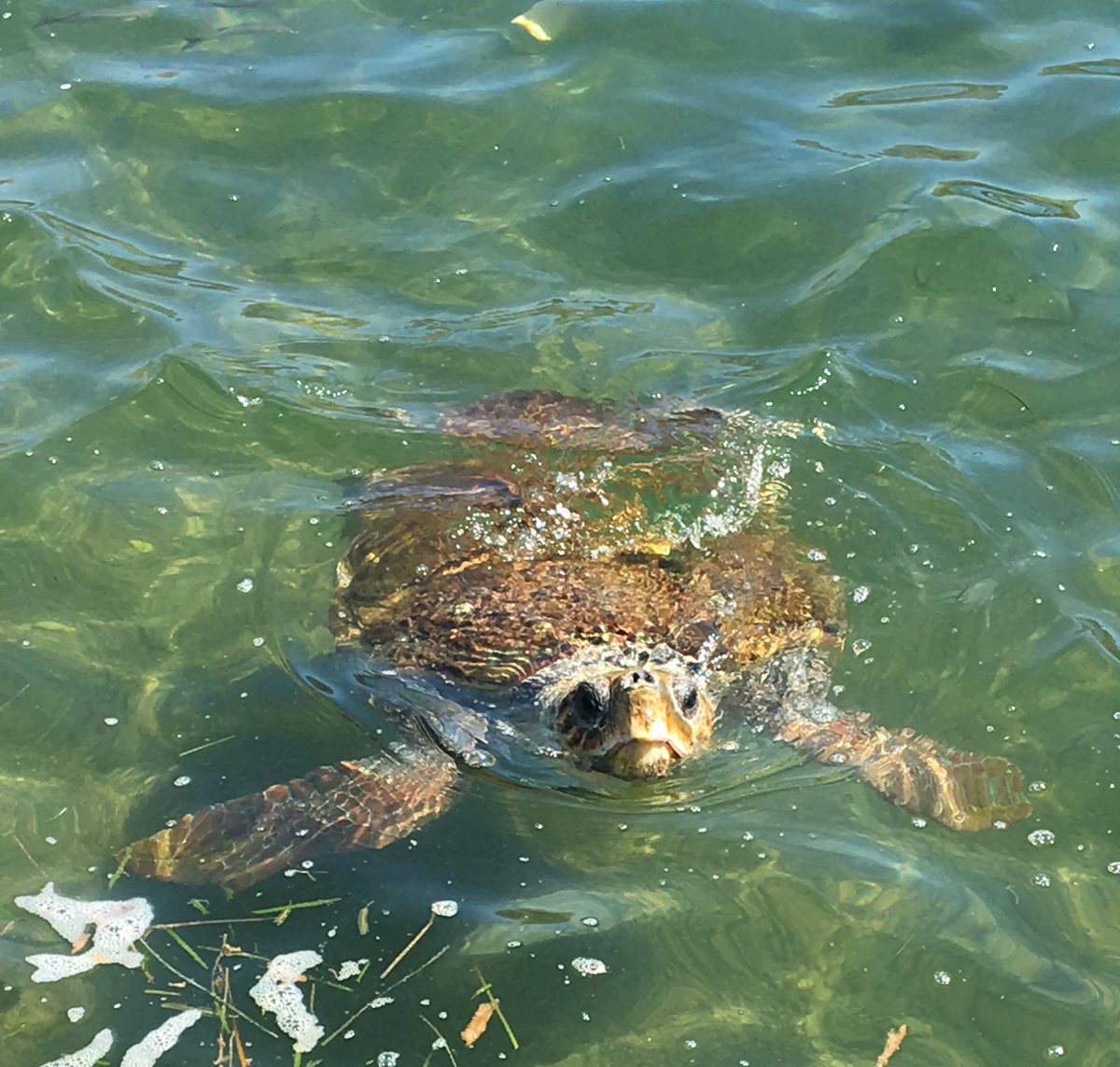 pastor_cherry's tweet photo. Turtle 💚 #argostoli #turtles https://t.co/NqgtWY3FD0