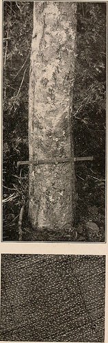 Image from page 240 of "Handbook of the trees of the northern states a...
flickr.com/photos/1263770…