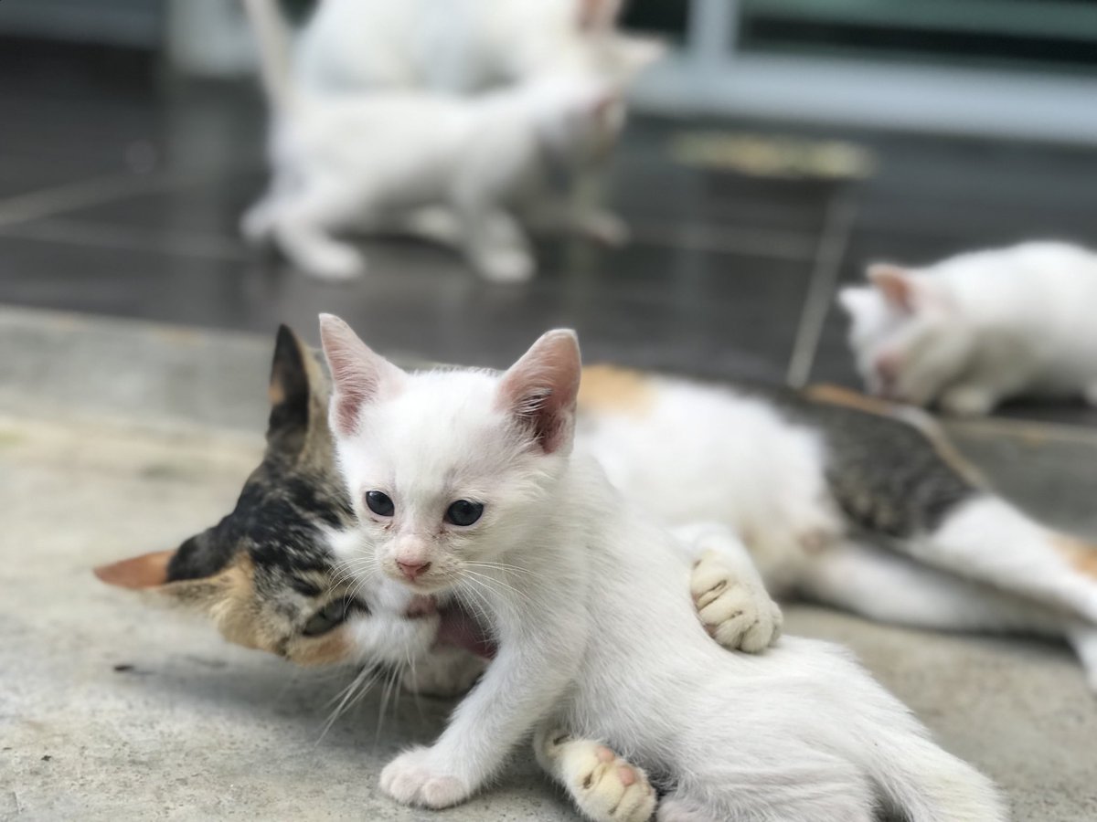 farhanife's tweet photo. Random photos of my babies https://t.co/E3nIx41UfS