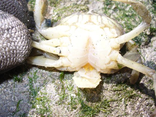 acidpunk8301's tweet photo. @DiederikStrubbe Afgebroken “staart” van een krab. https://t.co/cA1zj51IrM