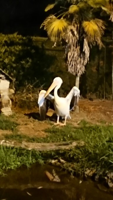 安佐動物公園のナイトサファリの料金や混雑状況を徹底調査 子連れ旅行を楽しむ鉄板ブログ もう国内旅行は迷わせない